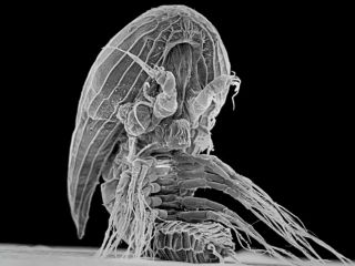 کشف یک انگل «فضایی» در طبیعت!