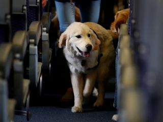 ایتالیا برای نخستین بار درهای کابین هواپیما را به روی حیوانات خانگی بزرگ گشود