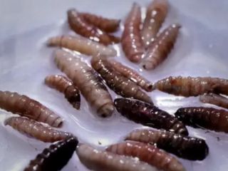 حفاری در زخم موجود زنده؛ از انگل گوشت‌خوار پیچ‌کرم چه می‌دانیم؟