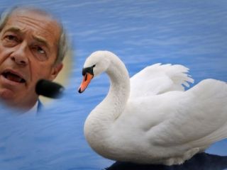 جنجال تازه نایجل فاراژ: «مهاجران قوهای پارک‌های سلطنتی را می‌خورند!»