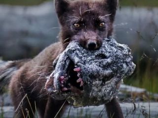 از سَر جداشده ماهی ترسناک در دهان روباه قطبی تا چشم بیرون‌زده یک گوزن نَر در نبرد جفت‌گیری