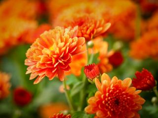 فال روز یکشنبه ۲۸ سپتامبر - ۶ مهر