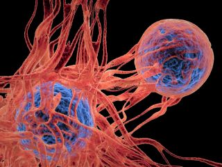 سلول‌های بنیادی مهندسی‌شده؛ سلاحی تازه علیه بازگشت سرطان در راه است