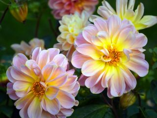 فال روز پنجشنبه ۹ اکتبر - ۱۷ مهر