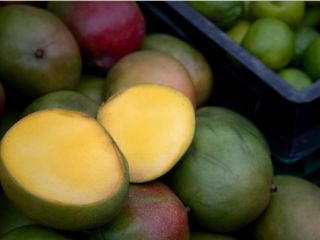 آیا مصرف انبه برای مبتلایان به دیابت مضر است؟