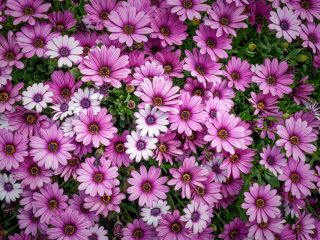 فال روز یکشنبه ۱۲ اکتبر - ۲۰ مهر