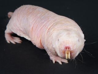 راز طول عمر طولانی بالاخره فاش شد؛ پستانداری کور و زشت که تقریبا پیر نمی‌شود