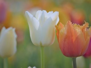 فال روز پنجشنبه ۱۶ اکتبر - ۲۴ مهر