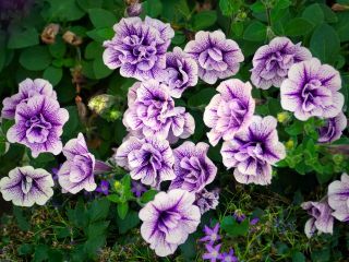 فال روز یکشنبه ۱۹ اکتبر - ۲۷ مهر