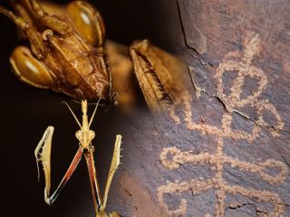 سنگ‌نگاره ۴۰ هزار ساله «مرد آخوندکی» ایران باستان‌شناسان را شگفت‌زده کرده است