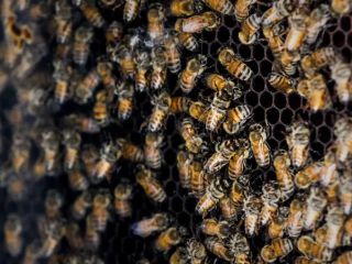 چرا عسل تقریبا هیچ وقت فاسد نمی‌شود؟