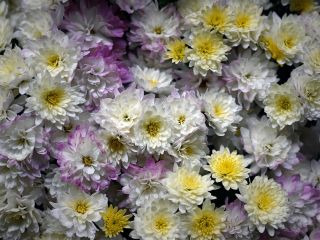 فال روز یکشنبه ۲۶ اکتبر - ۴ آبان