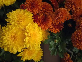 فال روز دوشنبه ۲۷ اکتبر - ۵ آبان