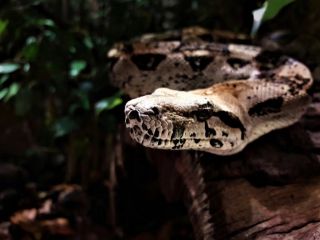 راز ادرار خزندگان، سرنخی برای درمان نقرس و سنگ کلیه