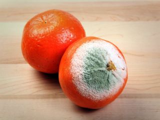 غذای کپک‌زده می‌تواند به سرطان و تخریب سیستم عصبی منجر شود