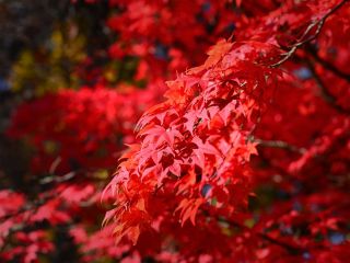 فال روز شنبه ۱ نوامبر - ۱۰ آبان