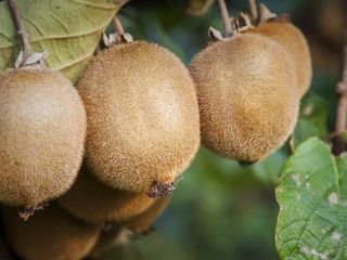 کیوی، بهترین میوه برای درمان یبوست مزمن