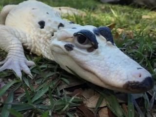 تصاویر؛ تمساح سفید نادر با چشمان آبی خیره‌کننده