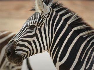 چرا گورخرها و پانداها سیاه و سفید هستند؟