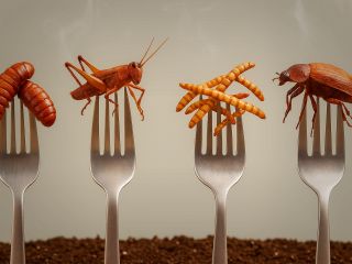 چطور خوردن حشرات به نظریه‌ توطئه تبدیل شد؟