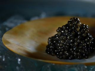 رقابت جهانی برای تصاحب بازار خاویار؛ ژاپنی‌ها استروژن‌های نر را به ماده تبدیل کردند