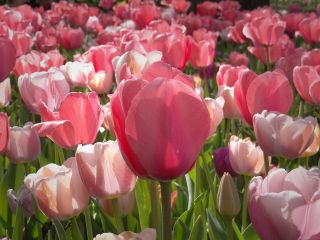 فال روز چهارشنبه ۵ نوامبر - ۱۴ آبان