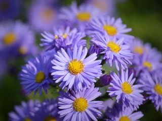 فال روز شنبه ۸ نوامبر - ۱۷ آبان