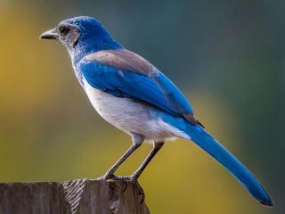 فال روز یکشنبه ۹ نوامبر - ۱۸ آبان