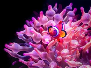 فال روز چهارشنبه ۱۲ نوامبر - ۲۱ آبان