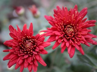 فال روز پنجشنبه ۱۳ نوامبر - ۲۲ آبان