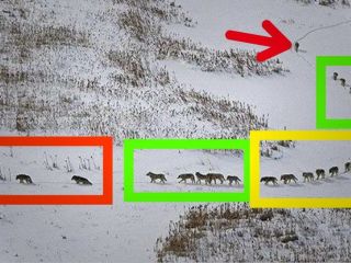 تصویری از حرکت هوشمندانه گله گرگ‌ها