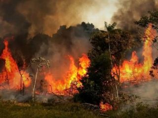 عامل انسانی، مقصر اصلی سوختن جنگل‌های الیت مازندران