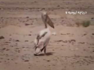 یک هموطن: با دیدن این صحنه ها دیگر از هیچ اپوزیسیون و جنگی نمی ترسم