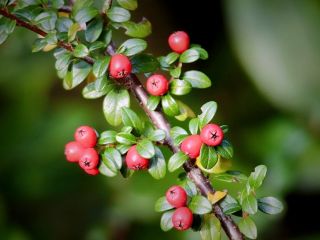فال روز جمعه ۲۸ نوامبر - ۷ آذر