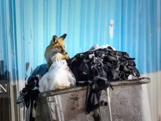 تصاویر؛ هجوم روباه‌ها به تهران