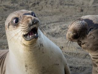 تصاویر ژست‌های خنده‌دار حیوانات در شکار لحظه‌ها