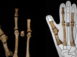 حل معمای فسیل‌های سه میلیون ساله از یک جد مرموز انسان