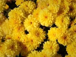 فال روز پنجشنبه ۴ دسامبر - ۱۳ آذر