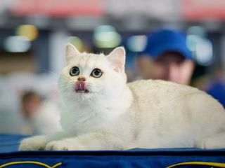 آیا وقتی میومیو می‌کنیم گربه‌ها حرف ما را می‌فهمند؟