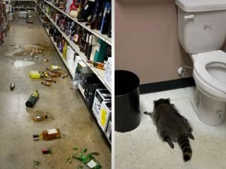 راکون مست پس از بهم ریختن مشروب‌فروشی، از حال رفت