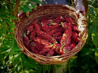 سماق را دست‌کم نگیرید: خواص شگفت‌انگیز سماق که شما را متحیر می‌کند!