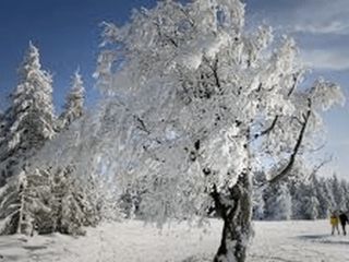 احتمال سرمای قطبی؛ آیا زمستان قرن در راه است؟