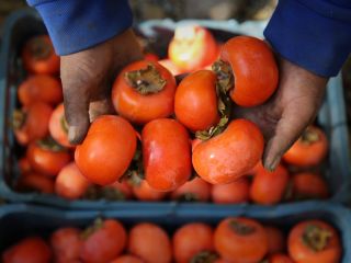 قبل از گاز زدن: آیا می‌دانستید خرمالو می‌تواند شما را راهی بیمارستان کند؟