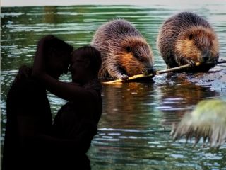 انسان‌ها چقدر وفادارند؟ مقایسه‌ تک‌همسری انسان با حیوانات