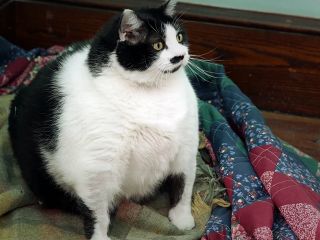 خداحافظی با خپل‌های دوست‌داشتنی؛ داروی لاغری مخصوص گربه‌ها در راه است