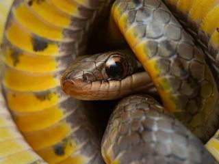 چرا بعضی جانوران می‌توانند زهر بخورند و زنده بمانند؟