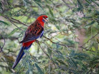 فال روز دوشنبه ۱۵ دسامبر - ۲۴ آذر