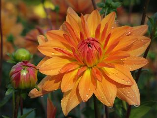 فال روز چهارشنبه ۱۷ دسامبر - ۲۶ آذر