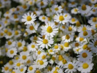 فال روز پنجشنبه ۱۸ دسامبر - ۲۷ آذر