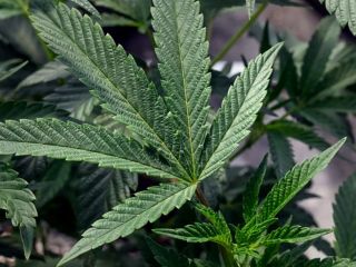 پژوهش جدید: ترکیبات شاهدانه رشد سلول‌های سرطان تخمدان را به طور غیرمنتظره‌ای مهار می‌کنند